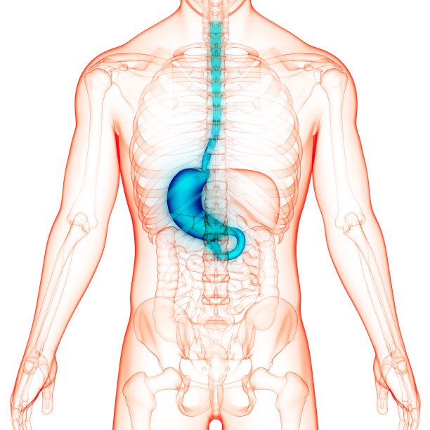 人体消化系统胃解剖学图片下载