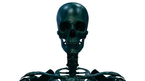 人体骨骼系统骨关节解剖学图片下载