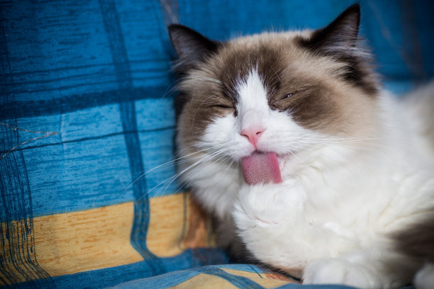 年轻美丽的纯种布娃娃猫在家图片下载