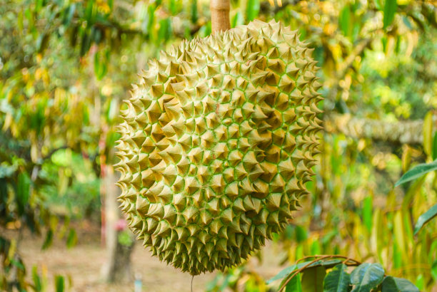 Monthong榴莲图片下载