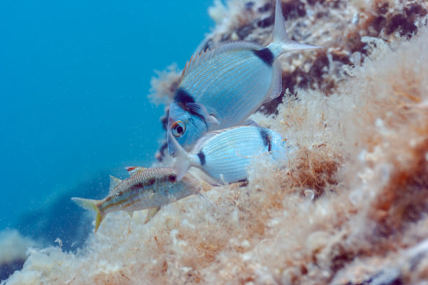 双纹海鲷在海藻中觅食的鱼类。图片下载