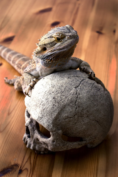 龙持骷髅图片下载