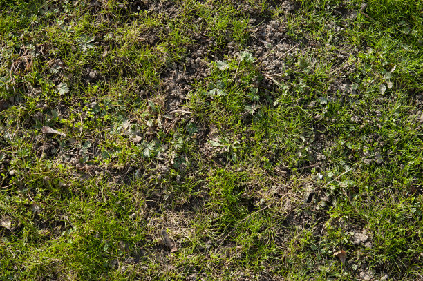 第一缕春草正在生长图片下载