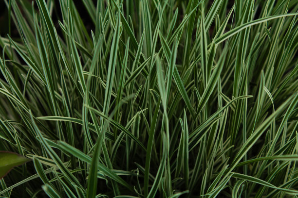 花园里的绿草，绿草带着白色的条纹，动植物图片下载