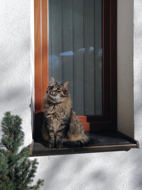 可爱的毛茸茸的猫坐在窗户上图片下载