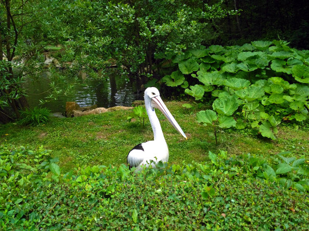 近距离观看澳大利亚鹈鹕在动物园，公园。白色鹈鹕鸟在草附近的水。图片下载