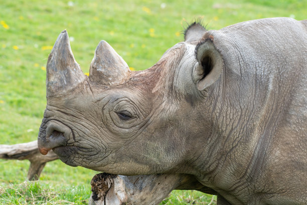 东部黑犀牛站在草地上图片下载