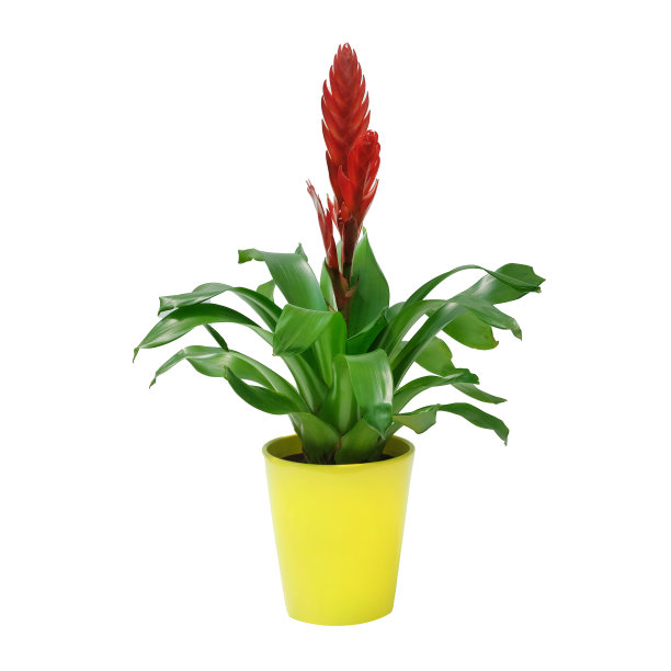 白色背景下的室内装饰盆栽图片下载