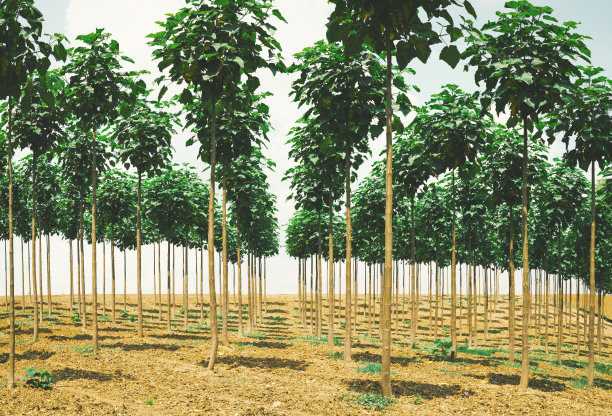 树一排，蓝天，山水图片下载