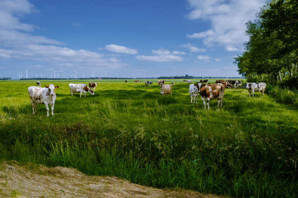 荷兰棕色和白色奶牛，Urk荷兰图片下载
