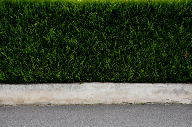 修剪一圈绿色的常绿针叶树。做了一道绿色的墙，把花园和街道隔开。图片下载