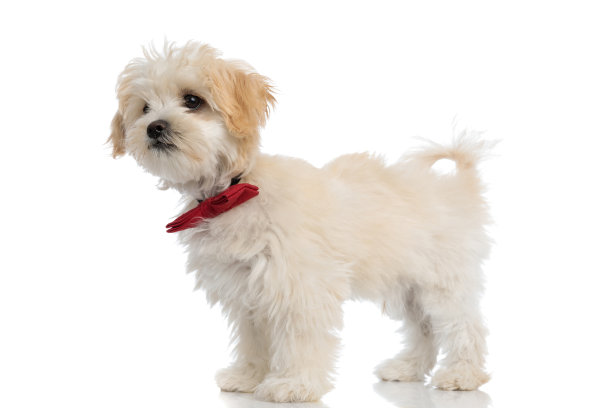 可爱的比雄狗戴着红色领结图片下载