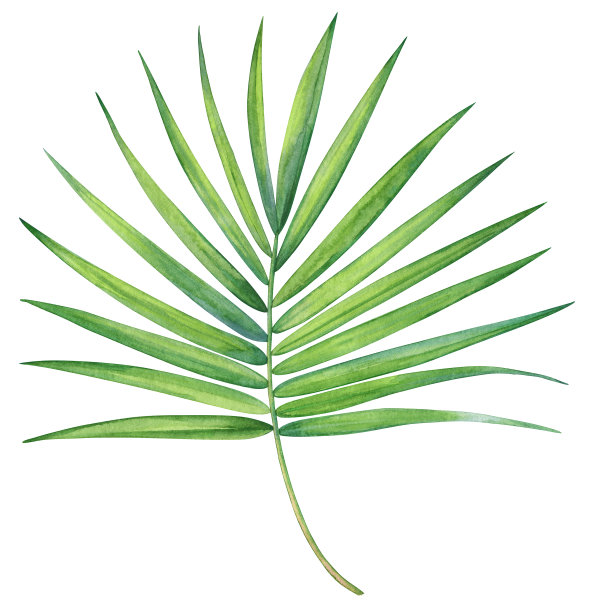 热带棕榈树枝图片下载