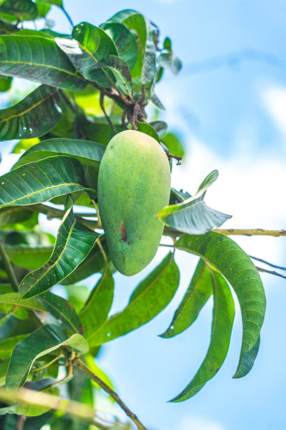 芒果挂图片下载