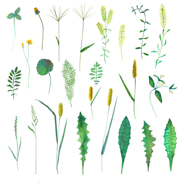 设置有野花，香草，草。水彩手绘植物插图图片下载