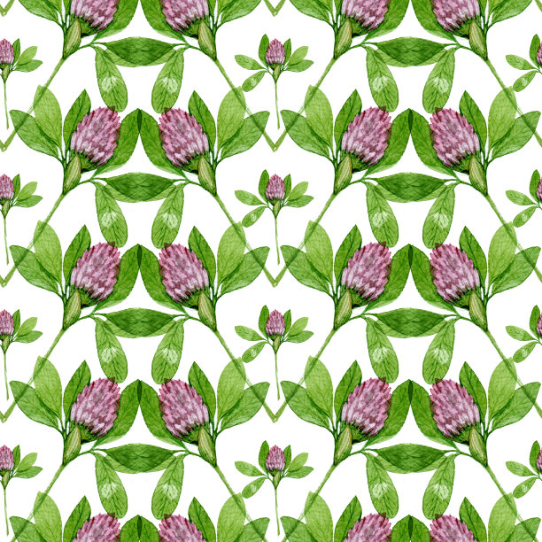 无缝红三叶草图案。花水彩图案在白色的背景图片下载