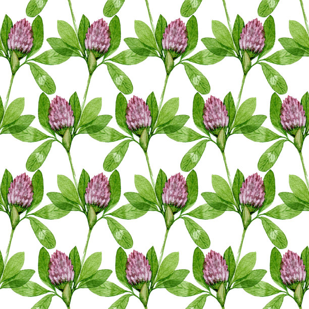 无缝红三叶草图案。花水彩图案在白色的背景图片下载