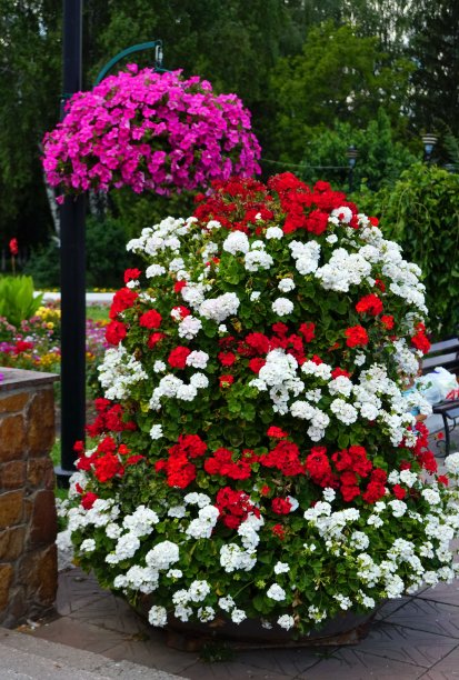 矮牵牛花和卡布兰的插花。灯柱上的花篮里装着calibra。悬挂在篮子里的华丽的卡巴拉灌木。花盆里盛开的矮牵牛花。悬挂花盆里五颜六色鲜艳的花朵。街道装饰。图片下载