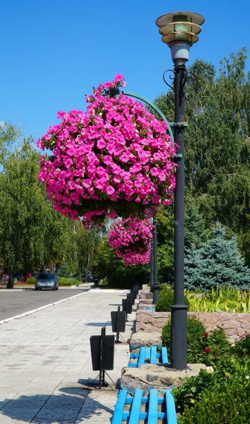 矮牵牛花和卡布兰的插花。灯柱上的花篮里装着calibra。悬挂在篮子里的华丽的卡巴拉灌木。花盆里盛开的矮牵牛花。悬挂花盆里五颜六色鲜艳的花朵。街道装饰。图片下载