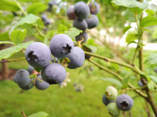 新鲜的有机蓝莓。有选择性的重点。图片下载