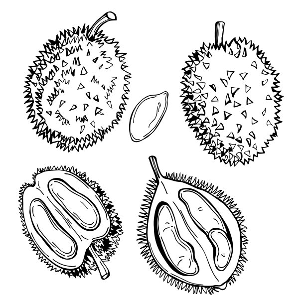 热带水果图片下载