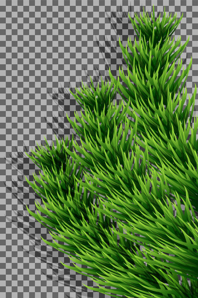 矢量插图。树枝，冷杉树，由冷杉树枝制成的垂直木框架，孤立在透明的背景上。圣诞装饰的现实元素与阴影。图片下载