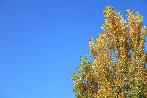 蓝天和一棵黄杨树。图片下载