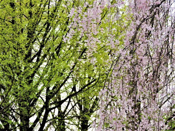 日本。四月里晴朗的一天。佐野市片山公园的樱花。图片下载