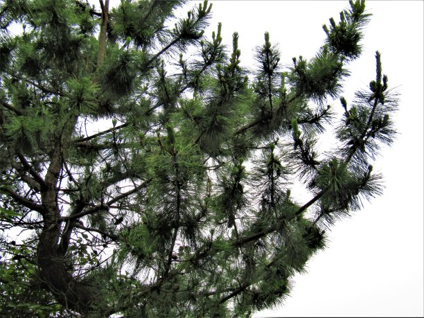 日本。松树的树枝。图片下载