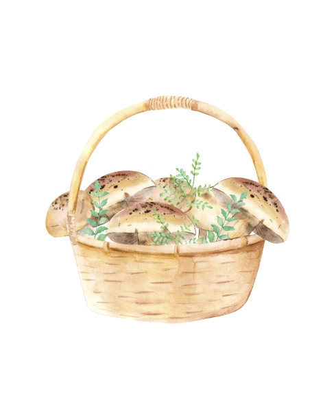 水彩插图。将蘑菇和药草放在一个篮子里。水彩森林蘑菇的设计，印刷等。图片下载