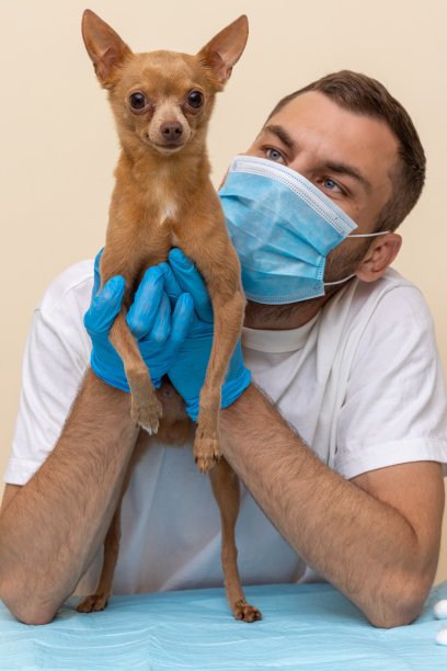 可爱的棕色小狗在兽医手中的肖像。人看着狗，狗看着摄像机。小玩具猎犬用后腿站立。图片下载