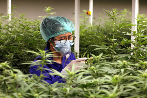 密闭系统大麻叶实验室。科学家检查现场。大麻配方个人使用，法律轻药物处方，替代疗法或药物，医学概念图片下载