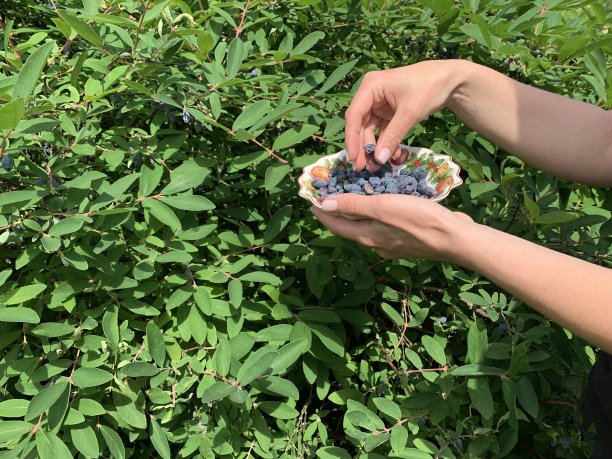 女人的手在阳光明媚的日子采摘金银花浆果图片下载