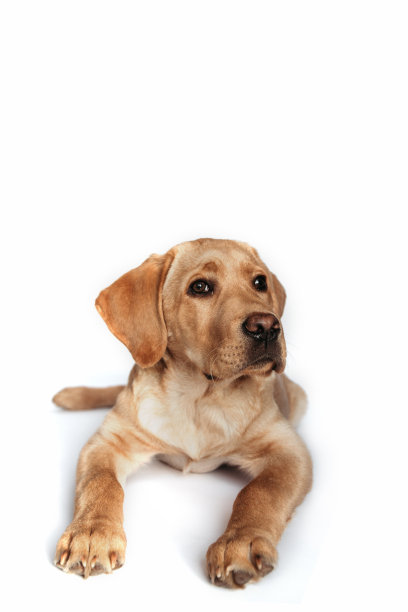 米色的拉布拉多猎犬小狗躺在白色的背景上。孤立的对象。理想的饲料或兽医使用。图片下载