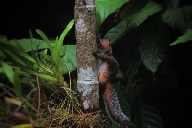 印度棕榈松鼠图片下载