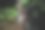 印度棕榈松鼠图片下载