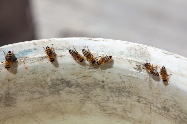 蜜蜂喝水图片下载