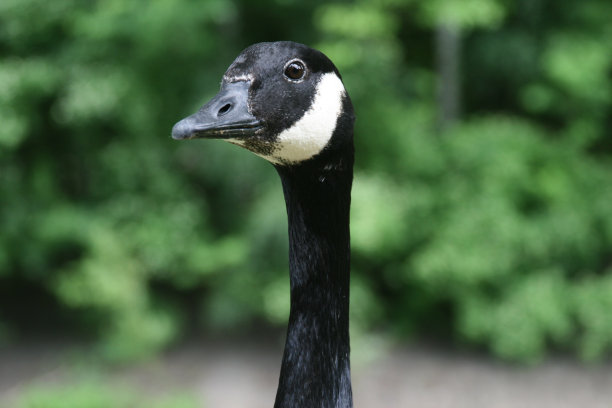 绿草背景上的鹅头图片下载