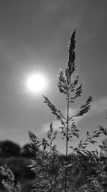 在布列塔尼乡村的一天图片下载