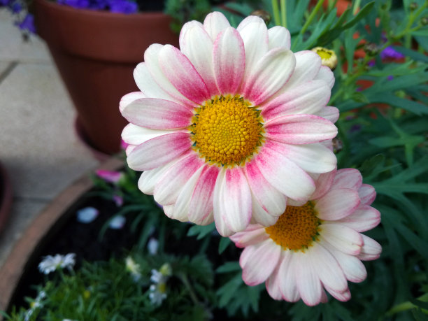 近距离的照片花非洲菊，白色和粉红色的雏菊花图片下载