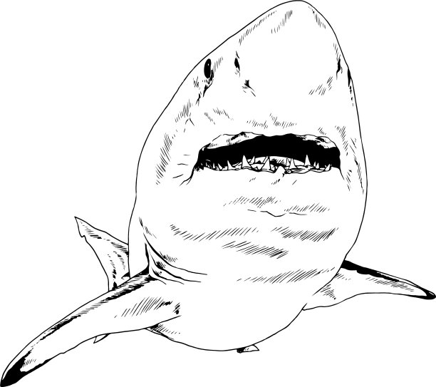 攻击大白鲨图片下载