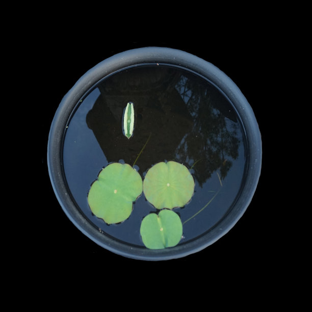 用碗给植物浇水图片下载