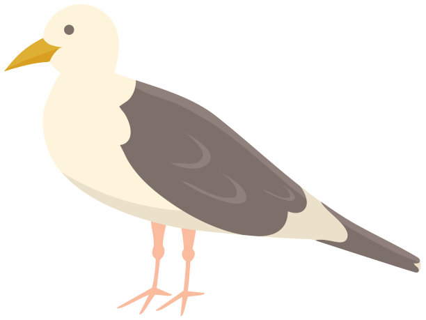 海鸥合着翅膀，闭着嘴图片下载