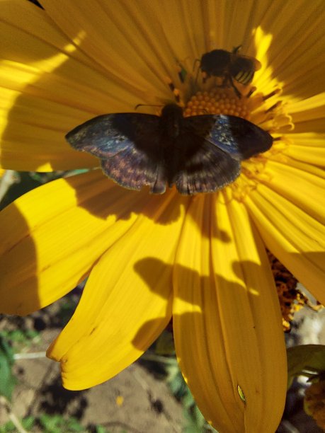 棕色蝴蝶用蜜蜂分开黄花图片下载