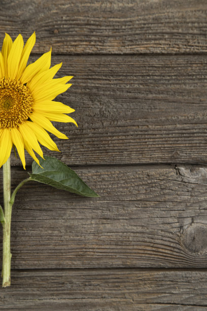 向日葵图片下载