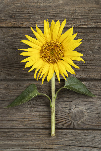 向日葵图片下载