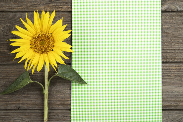 向日葵和绿色格子纸图片下载