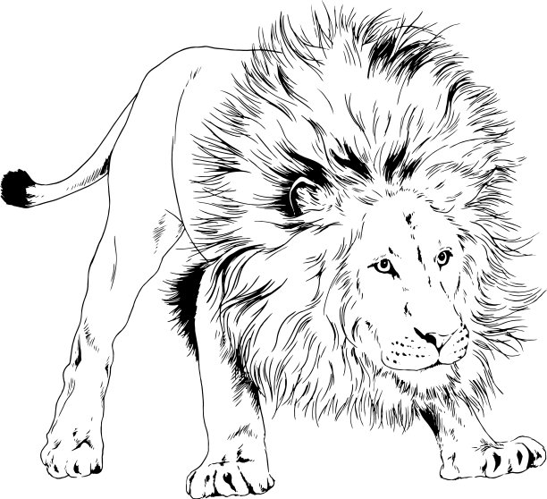 有鬃毛的大狮子是用墨水手绘的图片下载