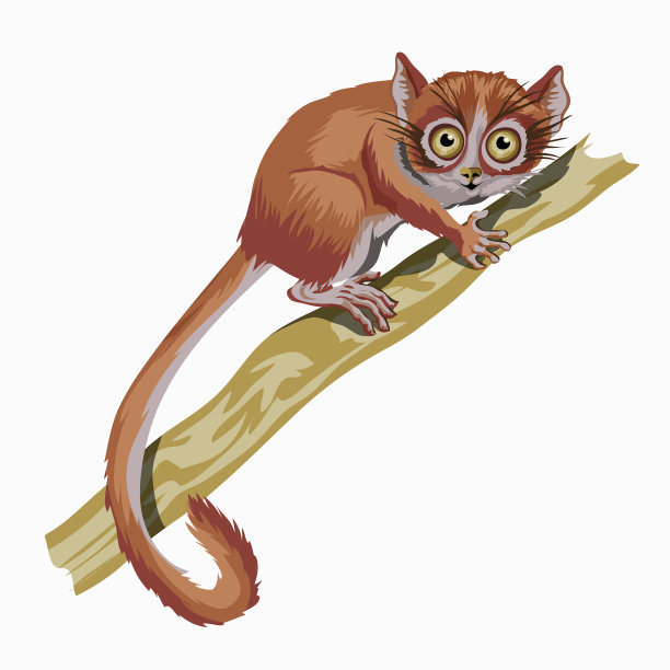 红狐猴是一种尾巴很长的小动物图片下载