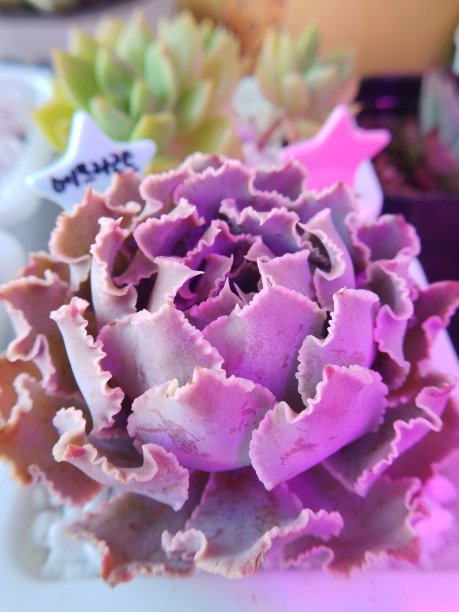 韩国肉质叫“杏”。玫瑰密切起来。图片下载